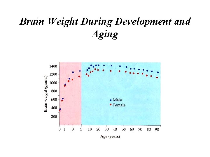 Brain Weight During Development and Aging 