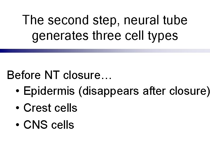 The second step, neural tube generates three cell types Before NT closure… • Epidermis