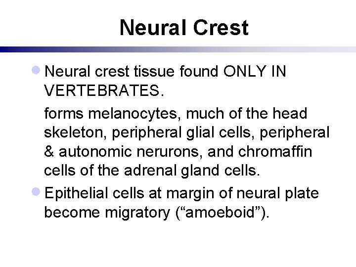 Neural Crest · Neural crest tissue found ONLY IN VERTEBRATES. forms melanocytes, much of