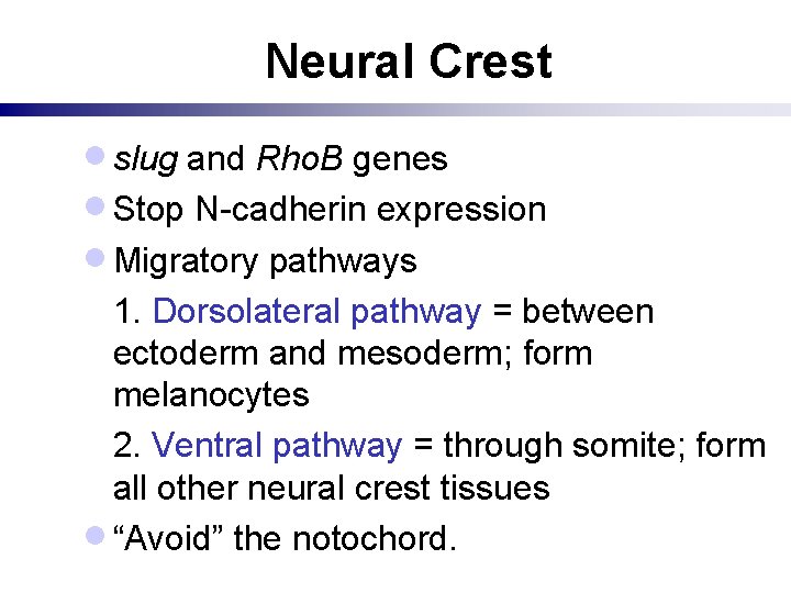 Neural Crest · slug and Rho. B genes · Stop N-cadherin expression · Migratory