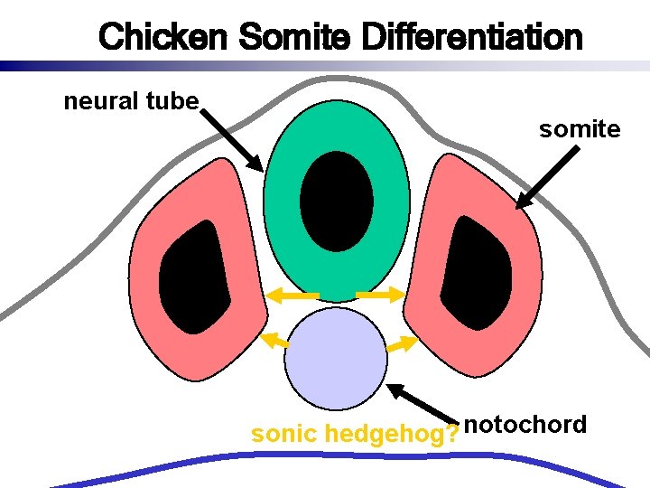 Chicken Somite Differentiation neural tube somite sonic hedgehog? notochord 
