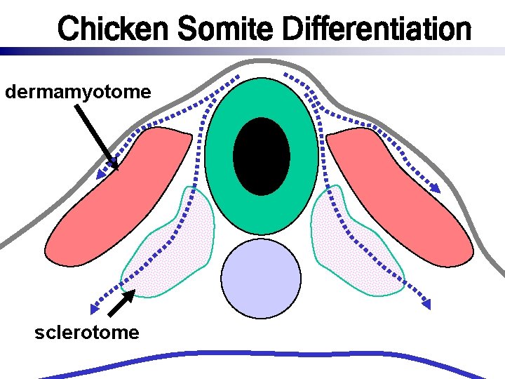 Chicken Somite Differentiation dermamyotome sclerotome 