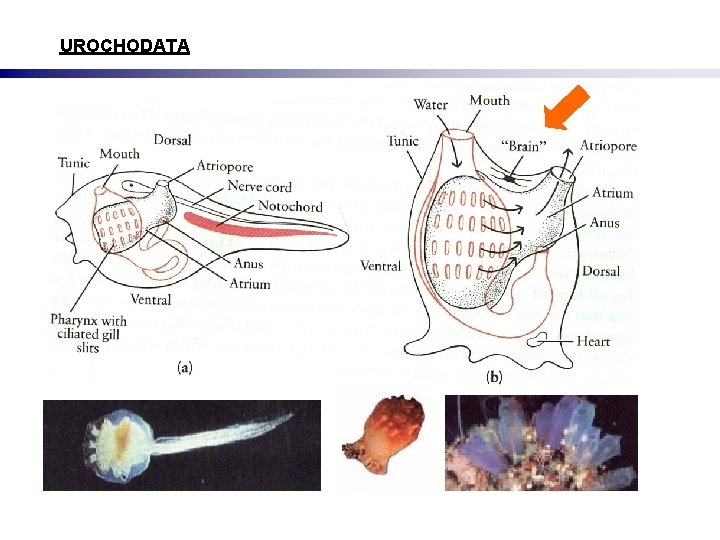 UROCHODATA 