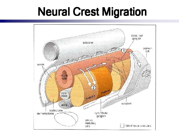 Neural Crest Migration 