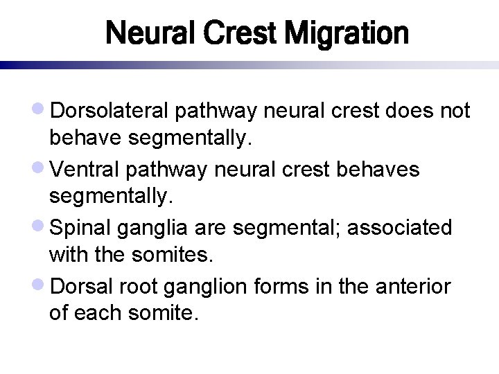 Neural Crest Migration · Dorsolateral pathway neural crest does not behave segmentally. · Ventral