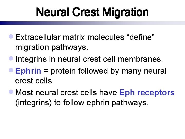 Neural Crest Migration · Extracellular matrix molecules “define” migration pathways. · Integrins in neural