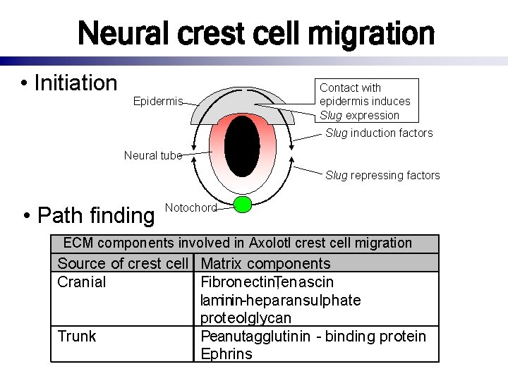 Neural crest cell migration • Initiation Epidermis Contact with epidermis induces Slug expression Slug