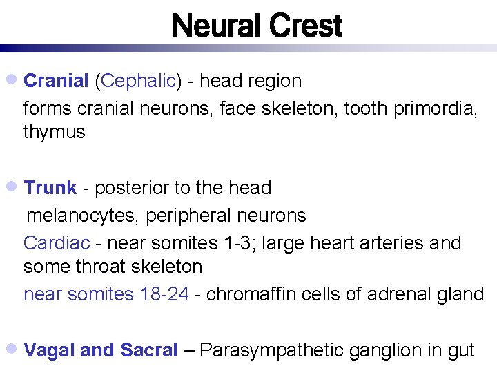 Neural Crest · Cranial (Cephalic) - head region forms cranial neurons, face skeleton, tooth