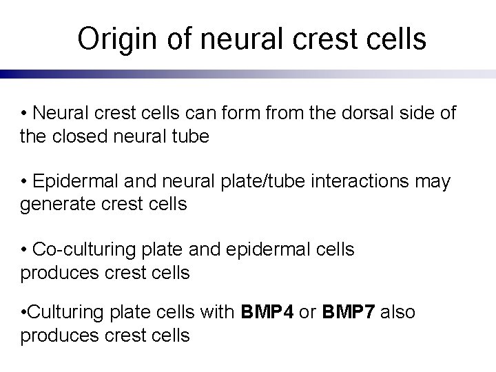 Origin of neural crest cells • Neural crest cells can form from the dorsal