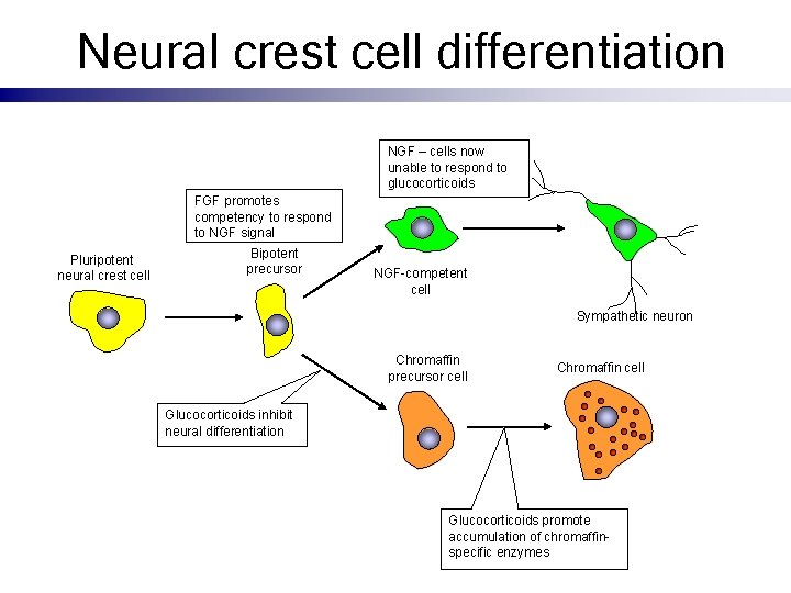 Neural crest cell differentiation NGF – cells now unable to respond to glucocorticoids FGF
