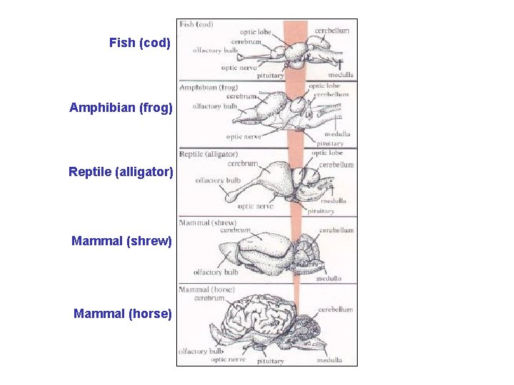 Fish (cod) Amphibian (frog) Reptile (alligator) Mammal (shrew) Mammal (horse) 