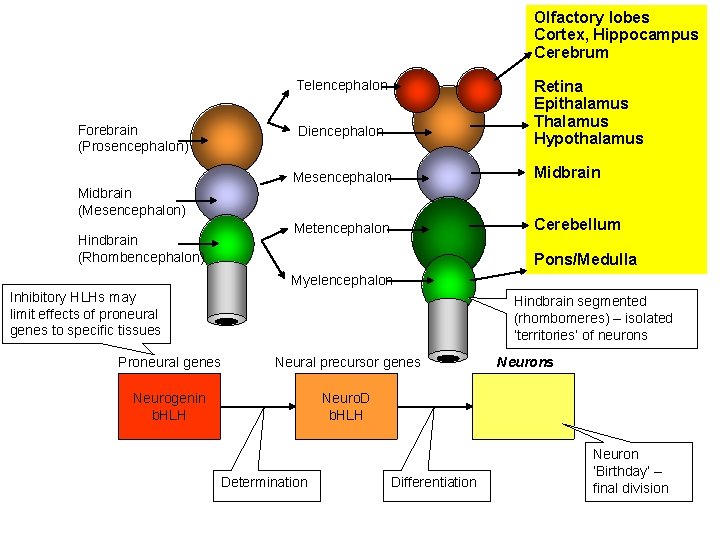 Olfactory lobes Cortex, Hippocampus Cerebrum Telencephalon Forebrain (Prosencephalon) Retina Epithalamus Thalamus Hypothalamus Diencephalon Mesencephalon
