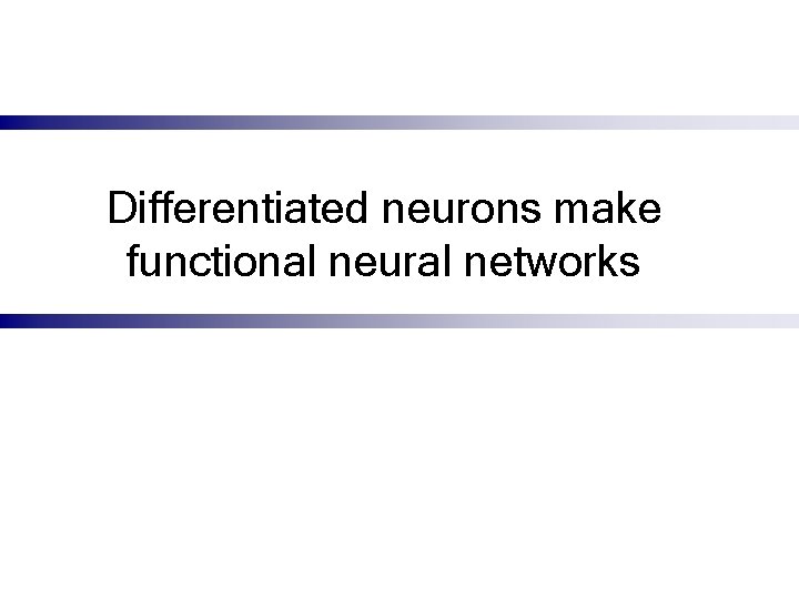 Differentiated neurons make functional neural networks 