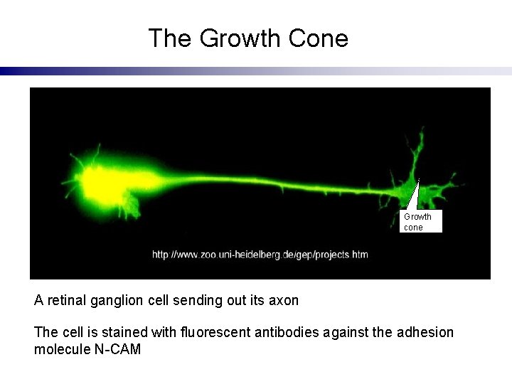 The Growth Cone Growth cone A retinal ganglion cell sending out its axon The