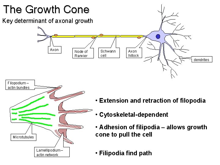 The Growth Cone Key determinant of axonal growth Axon Node of Ranvier Schwann cell