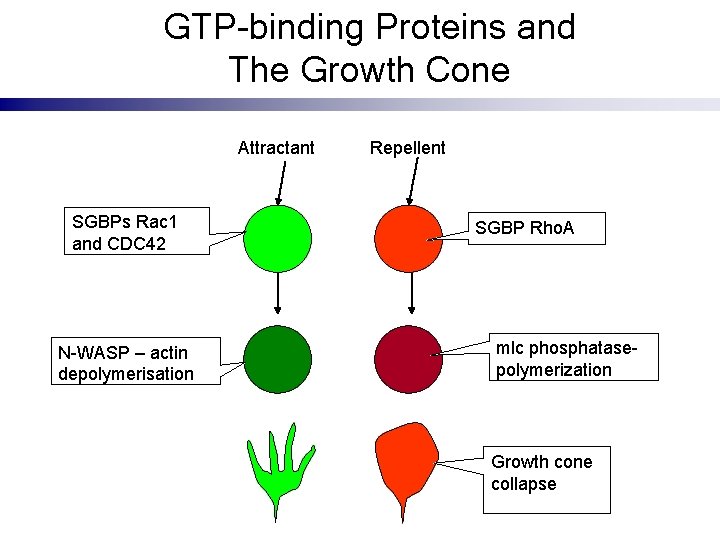 GTP-binding Proteins and The Growth Cone Attractant SGBPs Rac 1 and CDC 42 N-WASP