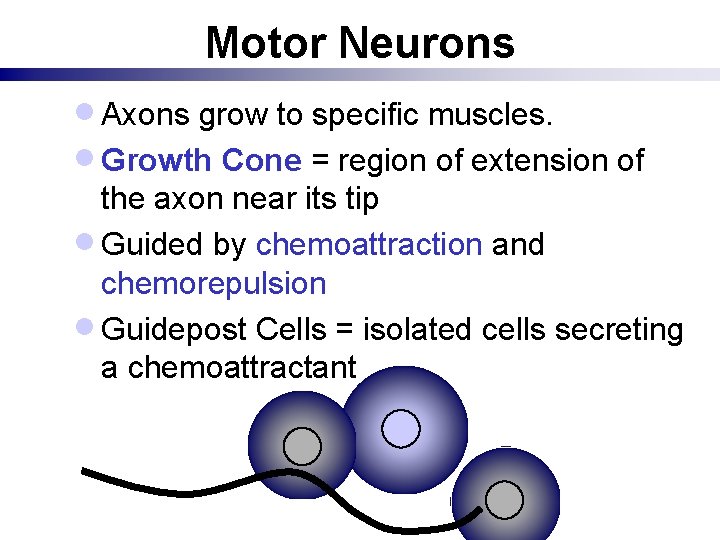 Motor Neurons · Axons grow to specific muscles. · Growth Cone = region of