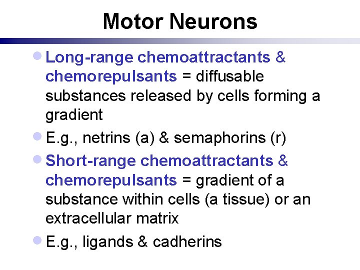 Motor Neurons · Long-range chemoattractants & chemorepulsants = diffusable substances released by cells forming