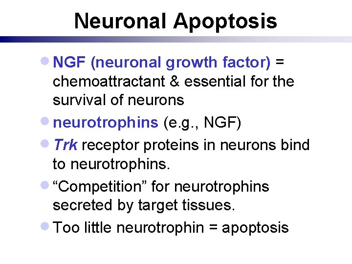 Neuronal Apoptosis · NGF (neuronal growth factor) = chemoattractant & essential for the survival