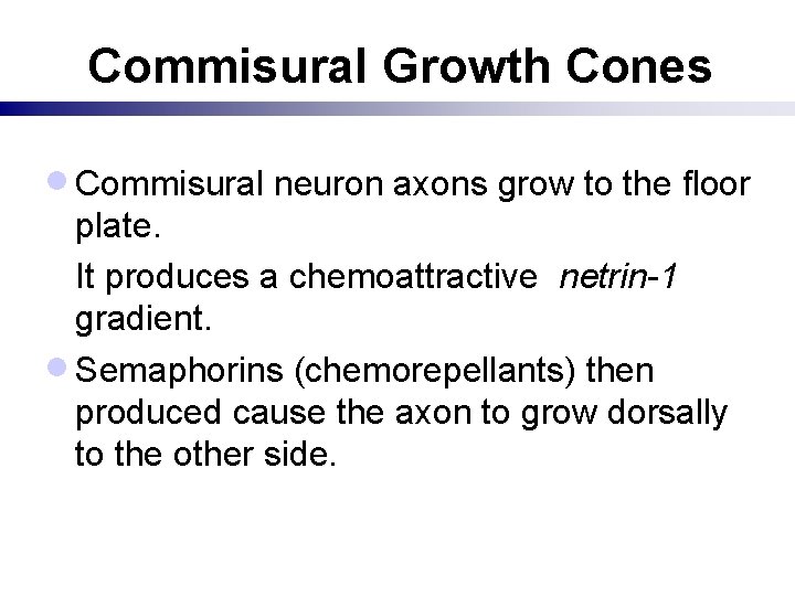 Commisural Growth Cones · Commisural neuron axons grow to the floor plate. It produces