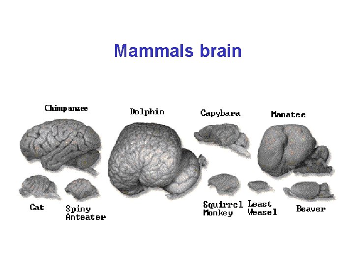 Mammals brain 