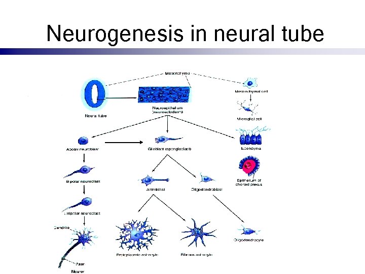 Neurogenesis in neural tube 