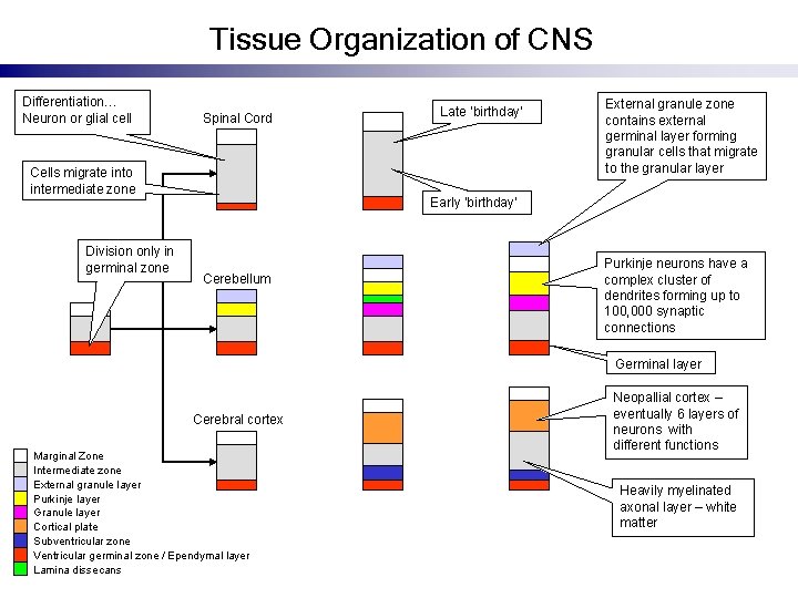 Tissue Organization of CNS Differentiation… Neuron or glial cell Spinal Cord Cells migrate into