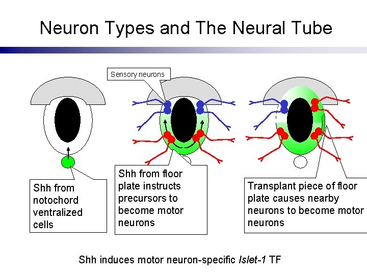 Neuron Types and The Neural Tube Sensory neurons Shh from notochord ventralized cells Shh