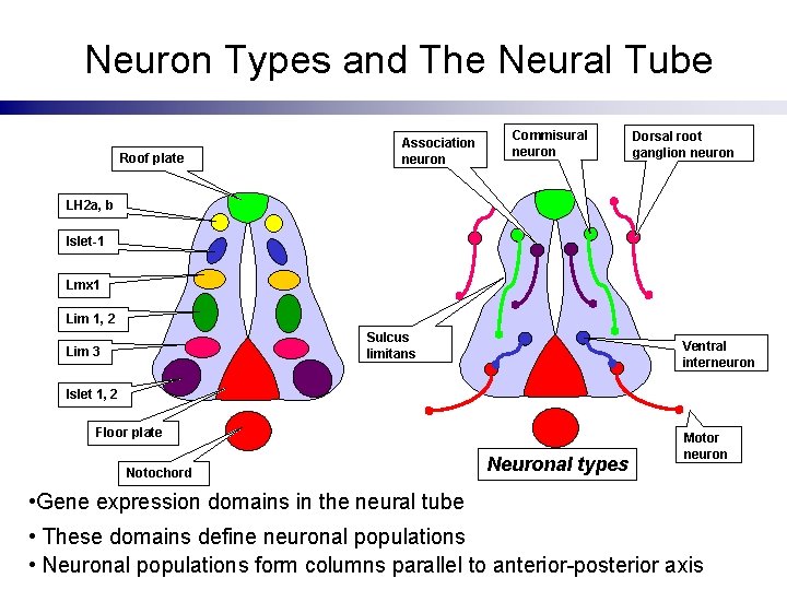 Neuron Types and The Neural Tube Roof plate Association neuron Commisural neuron Dorsal root