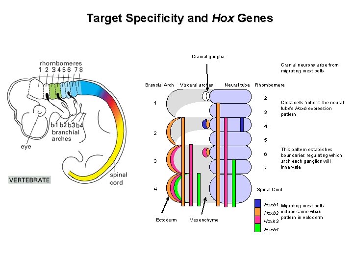 Target Specificity and Hox Genes Cranial ganglia Cranial neurons arise from migrating crest cells