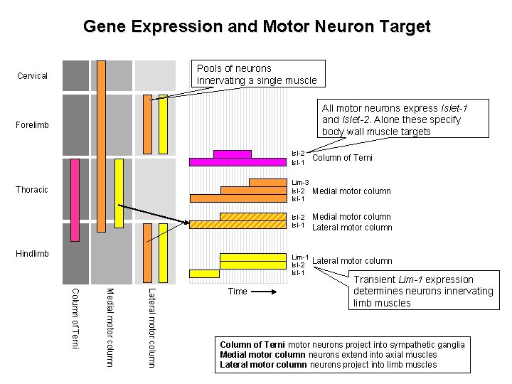 Gene Expression and Motor Neuron Target Pools of neurons innervating a single muscle Cervical