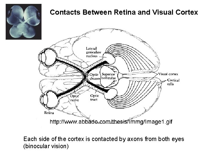 Contacts Between Retina and Visual Cortex Each side of the cortex is contacted by