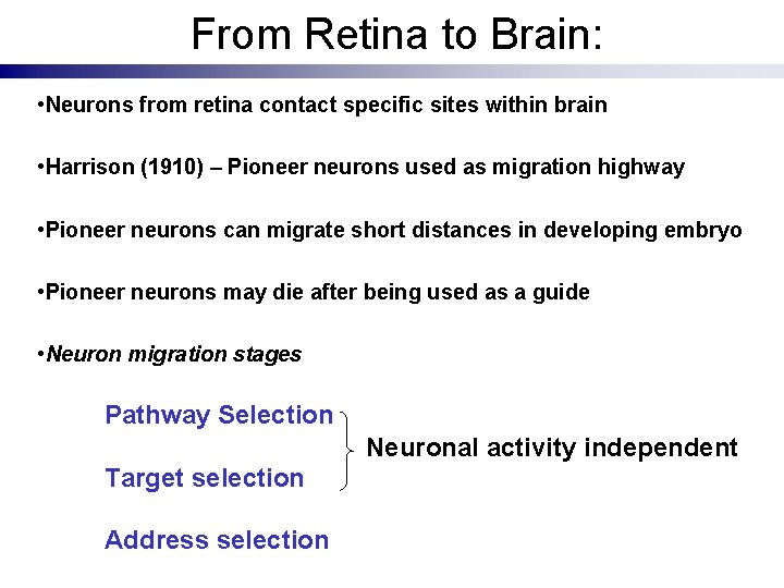 From Retina to Brain: • Neurons from retina contact specific sites within brain •