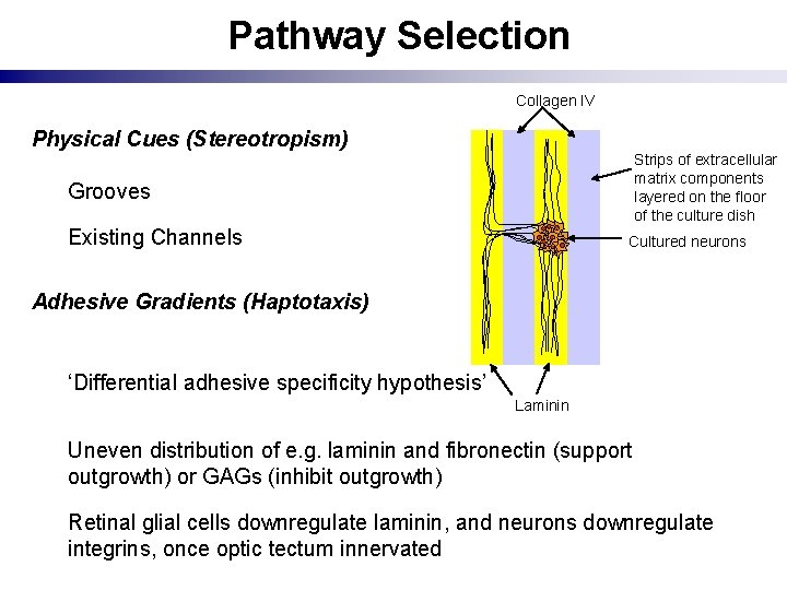 Pathway Selection Collagen IV Physical Cues (Stereotropism) Strips of extracellular matrix components layered on
