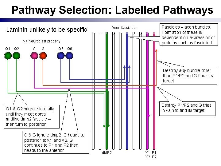 Pathway Selection: Labelled Pathways Fascicles – axon bundles. Formation of these is dependent on