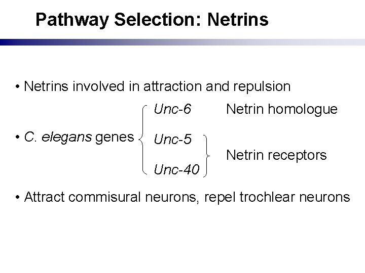 Pathway Selection: Netrins • Netrins involved in attraction and repulsion Unc-6 • C. elegans