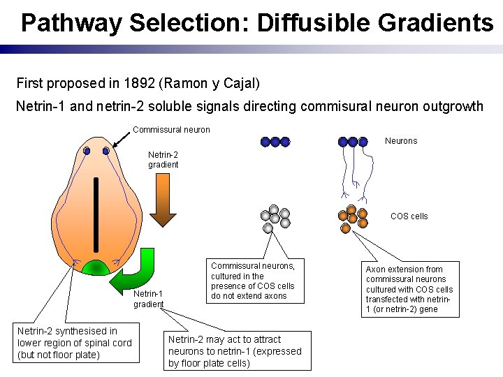 Pathway Selection: Diffusible Gradients First proposed in 1892 (Ramon y Cajal) Netrin-1 and netrin-2