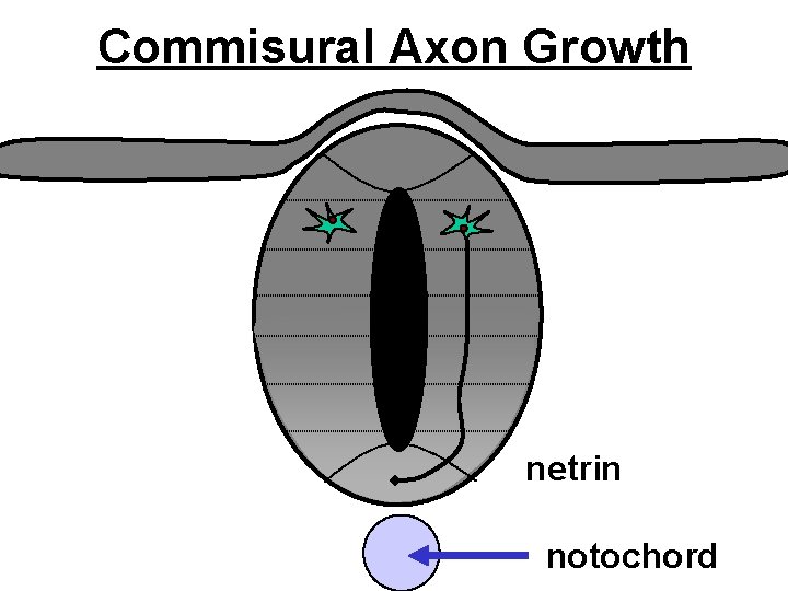 Commisural Axon Growth netrin notochord 