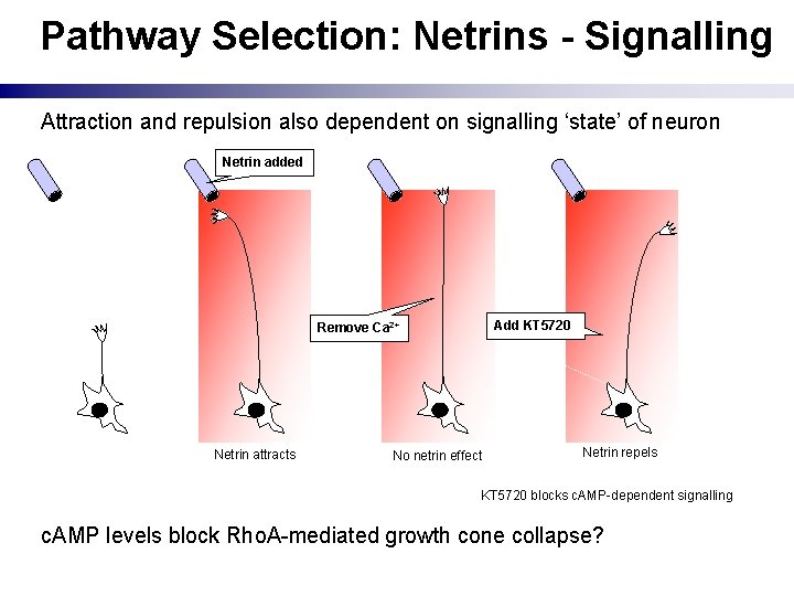 Pathway Selection: Netrins - Signalling Attraction and repulsion also dependent on signalling ‘state’ of