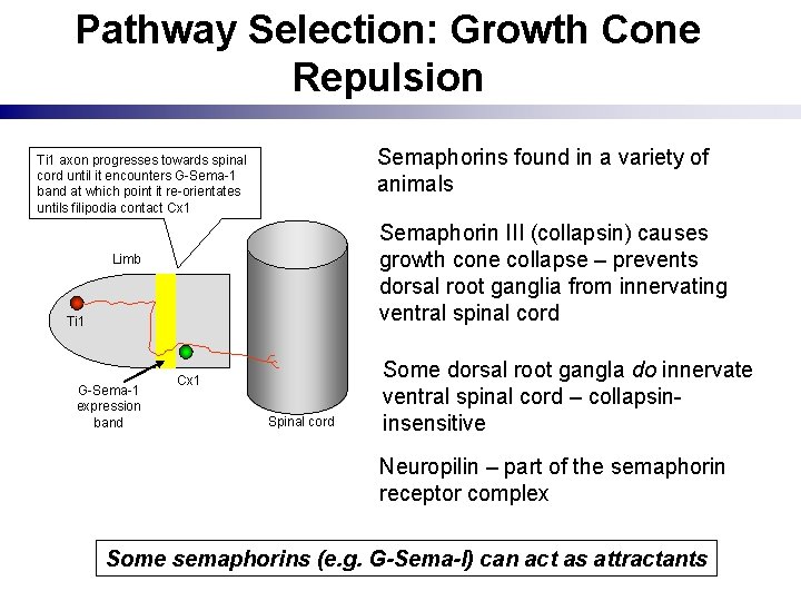 Pathway Selection: Growth Cone Repulsion Semaphorins found in a variety of animals Ti 1