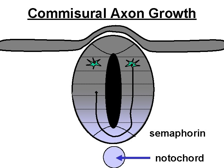 Commisural Axon Growth semaphorin notochord 