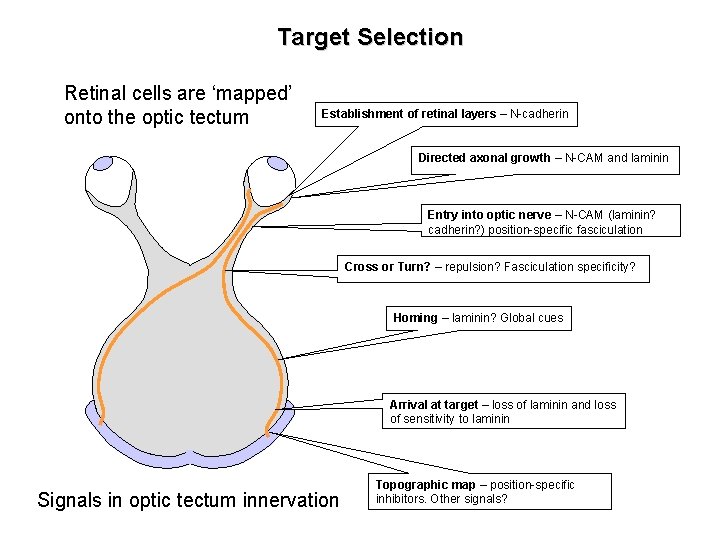 Target Selection Retinal cells are ‘mapped’ onto the optic tectum Establishment of retinal layers