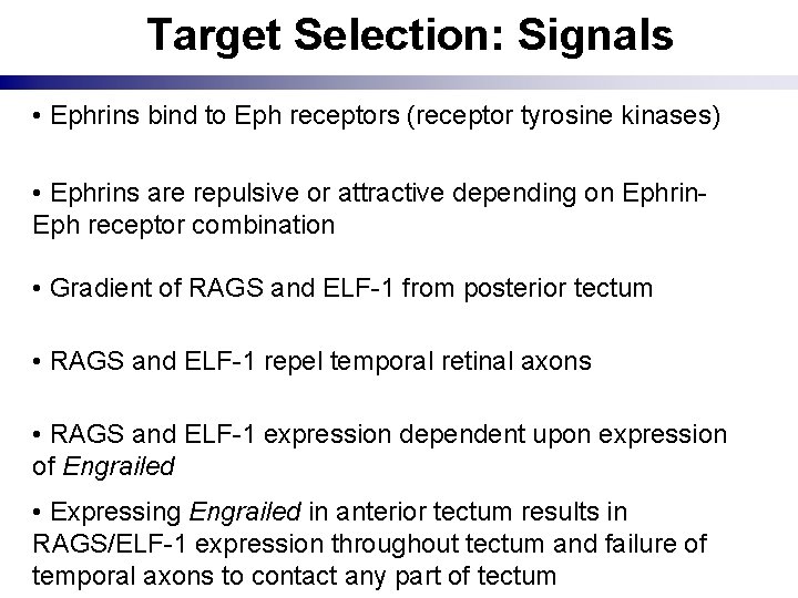 Target Selection: Signals • Ephrins bind to Eph receptors (receptor tyrosine kinases) • Ephrins
