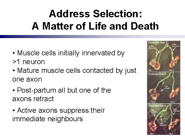 Address Selection: A Matter of Life and Death • Muscle cells initially innervated by