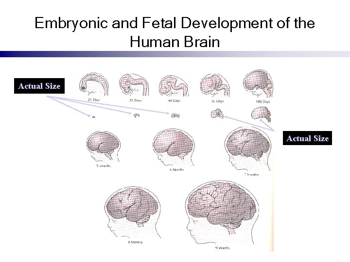 Embryonic and Fetal Development of the Human Brain Actual Size 
