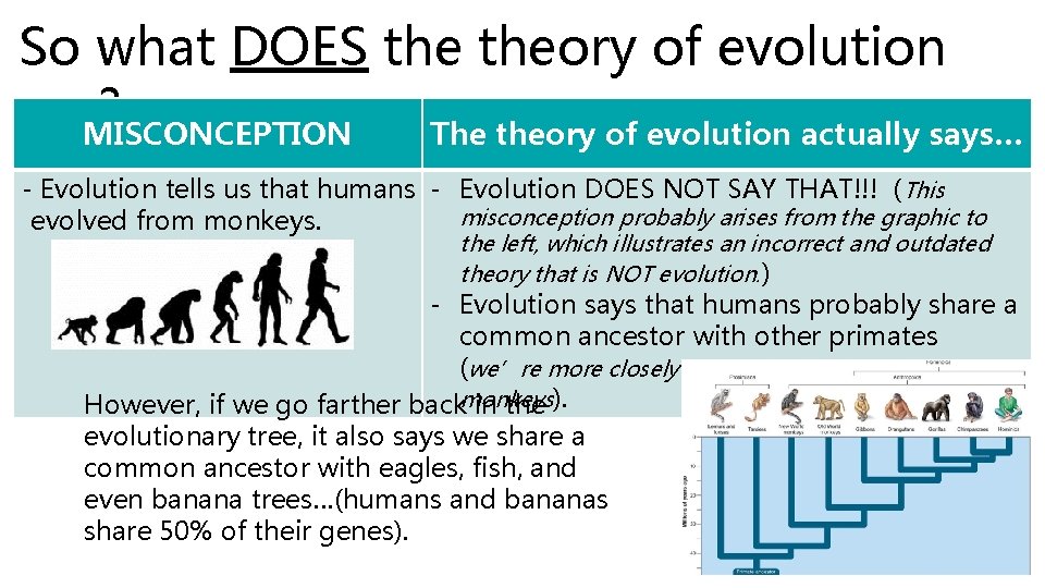 So what DOES theory of evolution say? MISCONCEPTION The theory of evolution actually says…