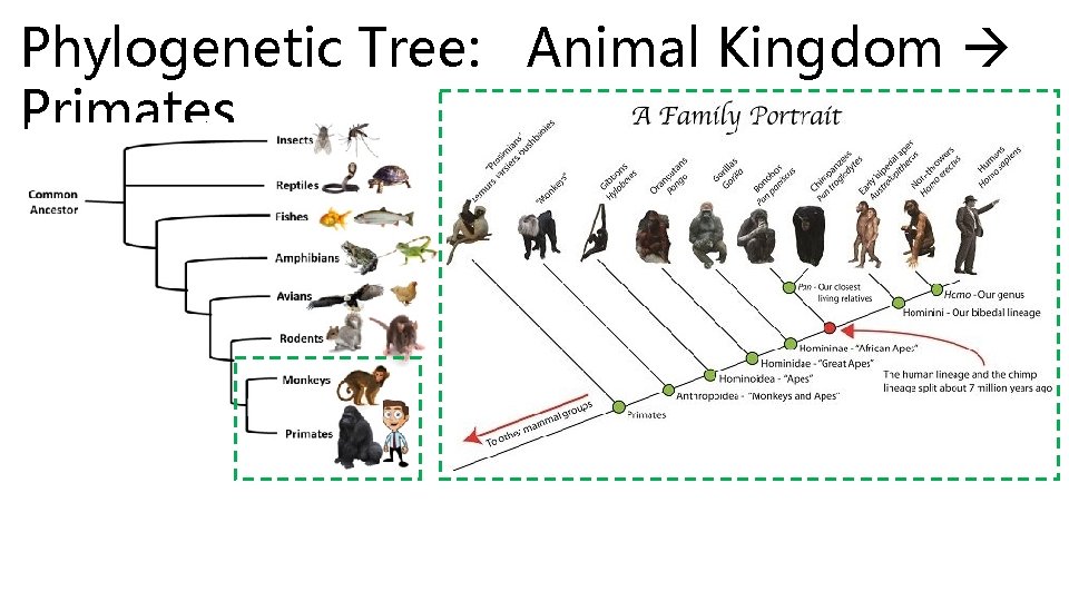 Phylogenetic Tree: Animal Kingdom Primates 