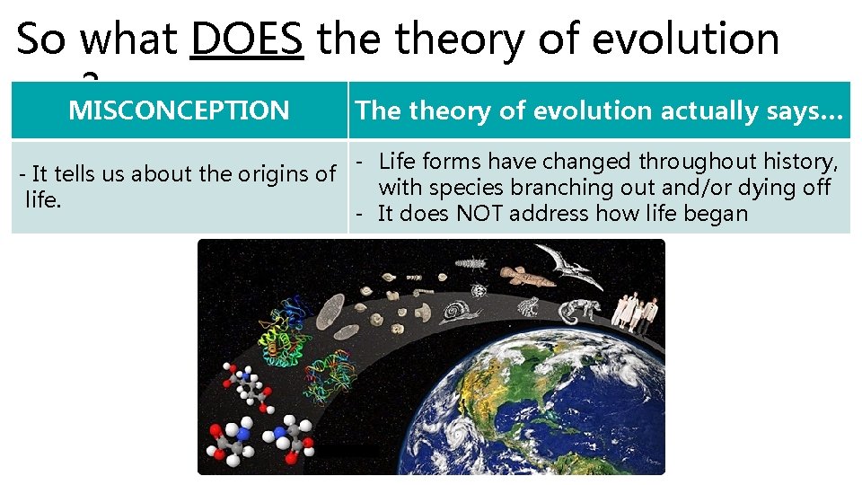 So what DOES theory of evolution say? MISCONCEPTION The theory of evolution actually says…