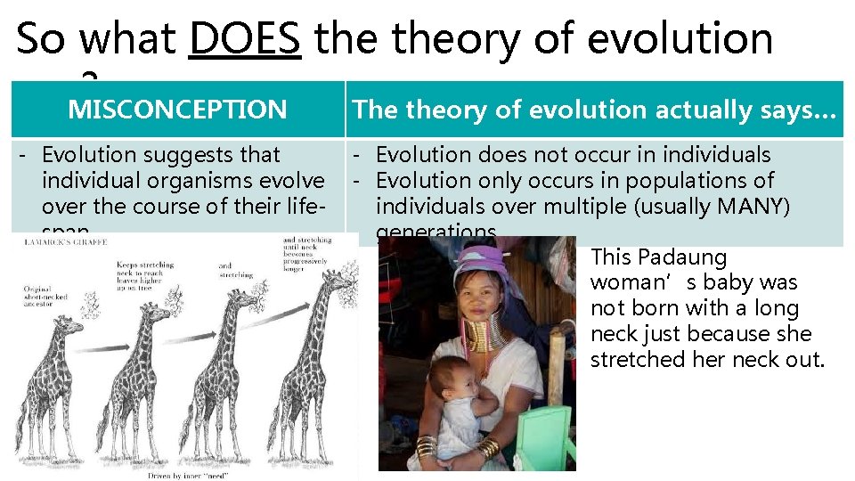 So what DOES theory of evolution say? MISCONCEPTION The theory of evolution actually says…