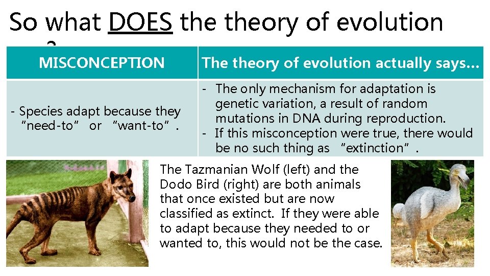 So what DOES theory of evolution say? MISCONCEPTION The theory of evolution actually says…